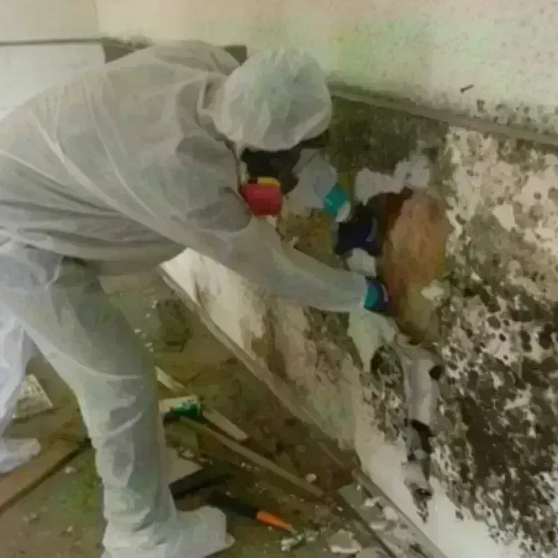 Mold Remediation and Removal in Tularosa, NM